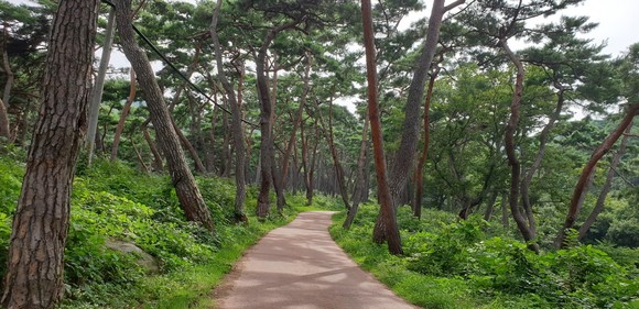 천년의 숲길 모습. ⓒ 아산시