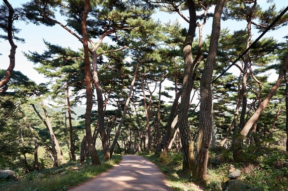 천년의 숲길 모습. ⓒ 아산시