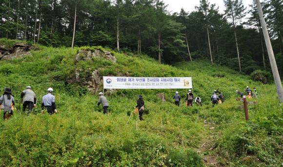 지난 24일 강원도 홍천군 국유림 임지에서 열린 칡덩굴 제거 작업 모습. ⓒ 산림청