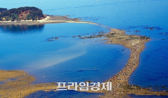 무창포해수욕장 신비의 바닷길 전경. ⓒ 프라임경제