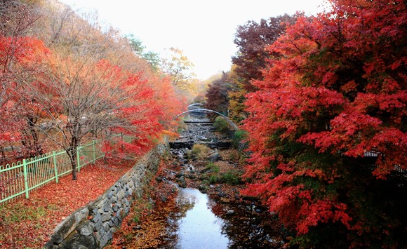 성주산 단풍. ⓒ 보령시