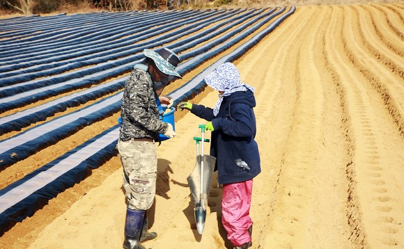 서산시 팔봉면 농민들이 경칩을 앞두고 특산물인 감자를 파종하고 있는 모습. ⓒ 서산시