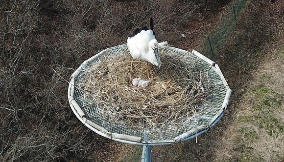 서산버드랜드 내에서 번식에 성공한 황새 모습. ⓒ 서산시