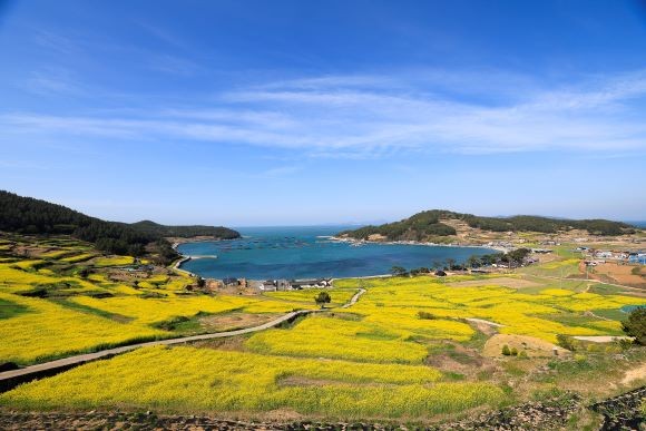 4월3일 촬영한 청산도 유채꽃밭 전경. ⓒ 완도군