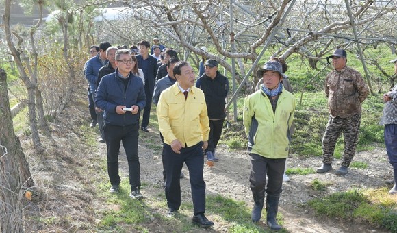 지난 12일 이상저온에 따라 동해를 입은 전동면 송정리 일대 복숭아 과수원 현장을 찾은 최민호 시장. ⓒ 세종시