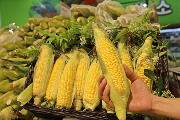 롯데마트가 6월29일부터 7월12일까지 2주간 제타플렉스점, 중계점 등 수도권 총 22개점에서 '새벽 수확 옥천 초당옥수수'를 판매한다. © 롯데마트