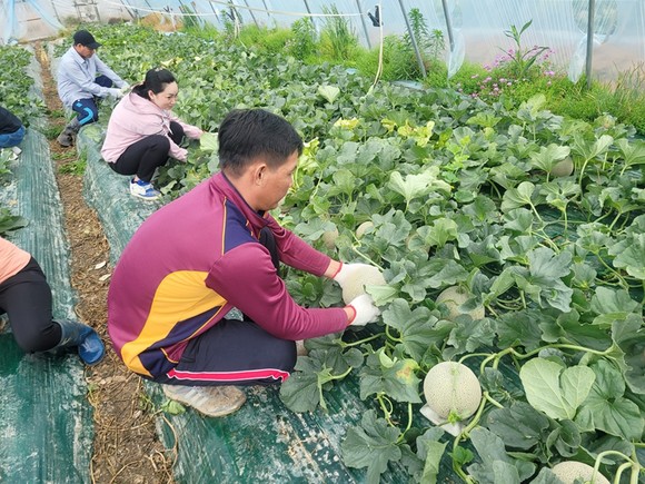 외국인 계절근로자가 군내 농가에서 메론 작업을 하고 있다. ⓒ 함안군