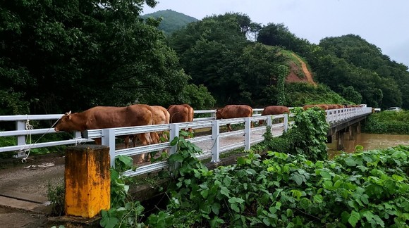 축사가 침수되면서 인근 야산으로 대피시켰던 소들을 복귀 모습. ⓒ 공주시
