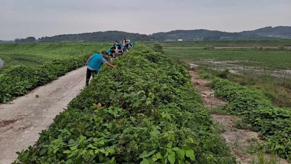 부여군 가시박 제거작업 현장 모습. ⓒ 부여군
