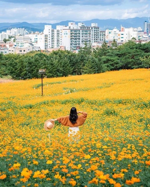 이월드는 황화, 코스모스와 핑크뮬리 등 가을꽃으로 물들었다. ⓒ 이월드