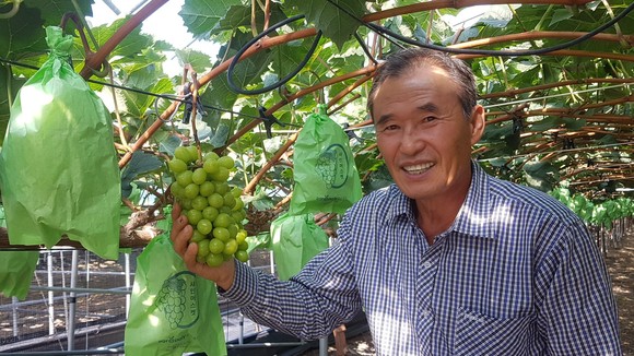 의령 샤인머스켓 맛있게 익어 추석 선물 추천. ⓒ 의령군