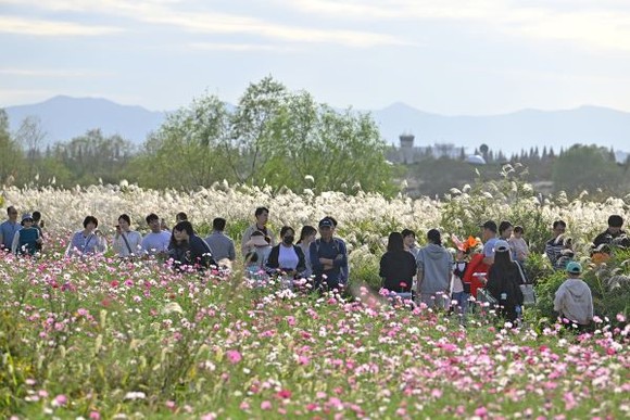 시민들이 억새축제가 열린 영산강변 길을 걷고 있다. ⓒ 광주 서구청