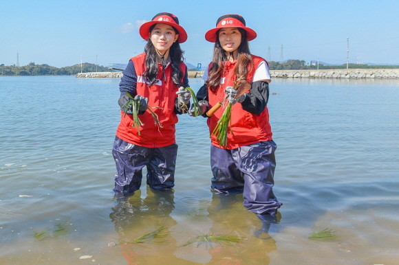 여수 대경도 인근에서 잘피를 심는 LG화학 임직원들 모습. ⓒ LG화학