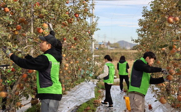LX인터내셔널과 LX판토스 임직원들이 광화문One팀 봉사단과 함께 수확기를 맞은 솔티사과농원(경기도 화성시 소재)을 찾아 부족한 일손을 돕고 있다. ⓒ LX인터내셔널