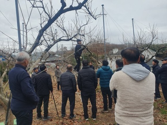 산청군이 단감 재배 농가 태추·부유품종 관리교육을 실시하고 있다. ⓒ 산청군