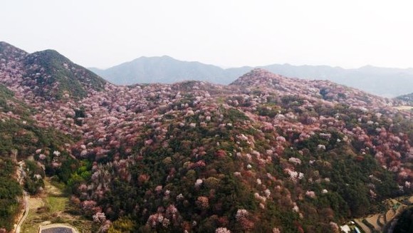 산벚꽃이 만개한 담양 금성면 고비산 전경. ⓒ 담양군