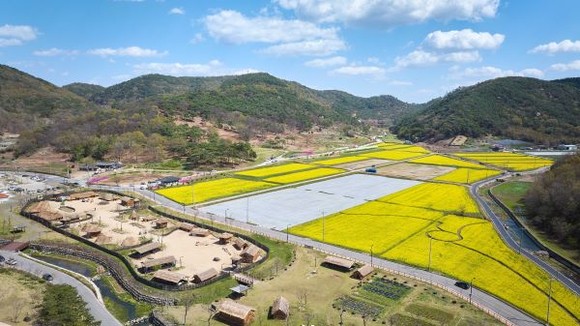 유채꽃 평원이 펼쳐진 2023 화순고인돌축제 현장. ⓒ 화순군