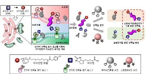 단백질 라벨링 및 식별 프로세스(OrthoID) 도식. ⓒ 포스텍
