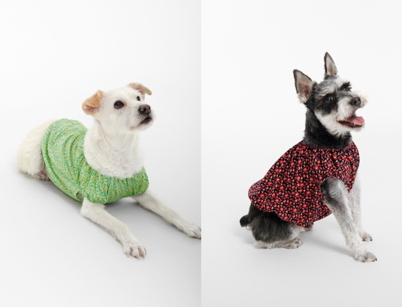 BYC 반려견용 개리야스는 오는 24일 정식 출시될 예정이다. © BYC