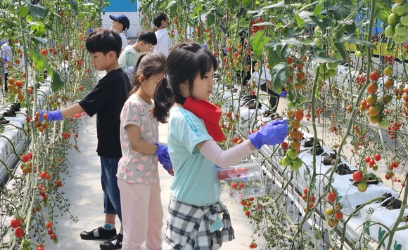 지난 23일 미래산업의 주역 청양초등학교 1학년 학생 45명을 대상 방울토마토 수확 체험을 진행하고 있다. ⓒ 청양군