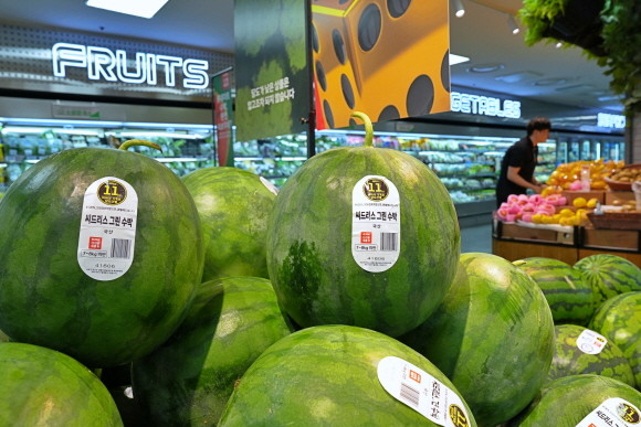 롯데마트가 고객과 농가 모두를 만족시킬 신품종 수박을 출시한다. © 롯데마트