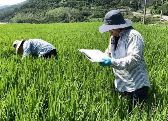 남해군이 농촌진흥청, 경남도농업기술원과 합동으로 관내 벼 비래해충 주요 발생 지역에서 예찰 활동을 실시하고 있다. ⓒ 남해군