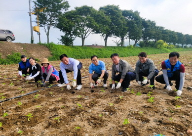 김한종 장성군수가 직원들과 가을꽃축제 준비를 하고 있다. ⓒ장성군