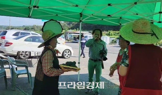 여름 내내 포도일로 바쁜 농민 모습. ⓒ 프라임경제