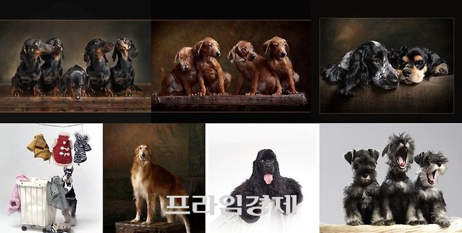 각기 다른 개성이 너무 귀엽게 느껴지는 반려견 모습. ⓒ 프라임경제