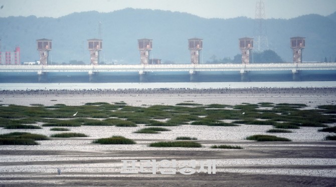 금강하구 갯벌 일원에 '지채' 추정되는 염생식물 대규모 번식된 것으로 확인됐다. ⓒ 프라임경제