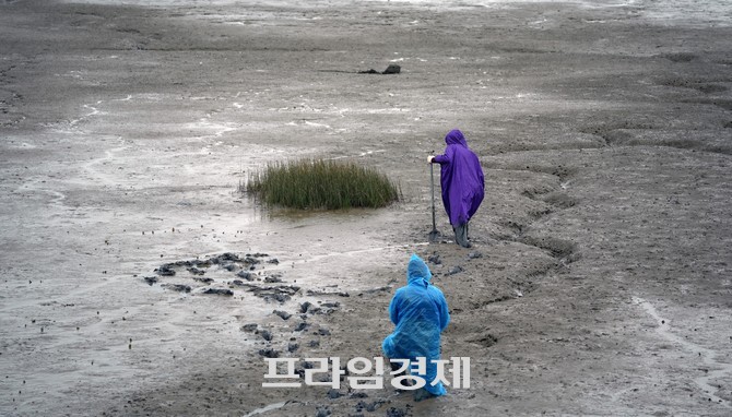 지난 3일 이강선 의원과 서천생태문화학교 김억수 이사가 현장을 직접 방문해 채취한 결과로, 국립해양생물자원관에 검사를 의뢰했다. ⓒ 프라임경제