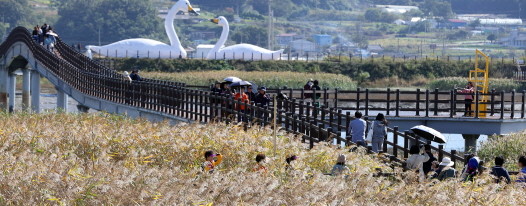 제9회 강진만 춤추는 갈대축제 모습. ⓒ 강진군