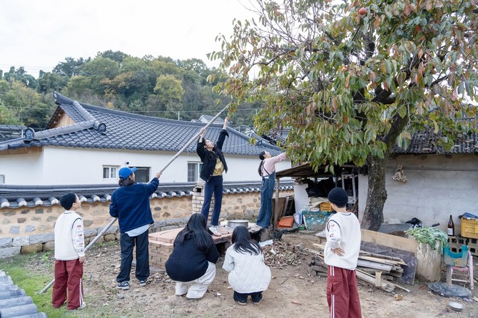 함안별별트립단이 단감을 수확하고 있다. ⓒ 함안군