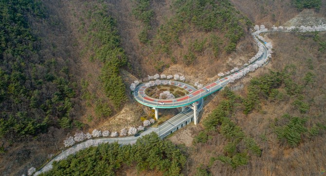 벚꽃이 만개한 청양 장평면 지천리 나선형 도로 풍경. ⓒ 청양군