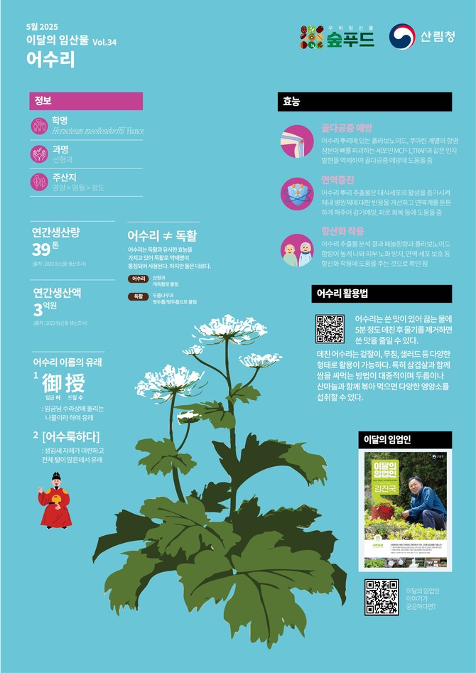 5월 이달의 임산물 어수리 선정. ⓒ 산림청