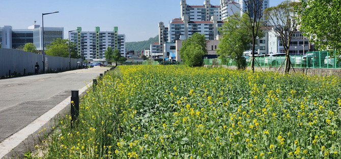 옛 진주역 철도부지 유채꽃길. ⓒ 진주시