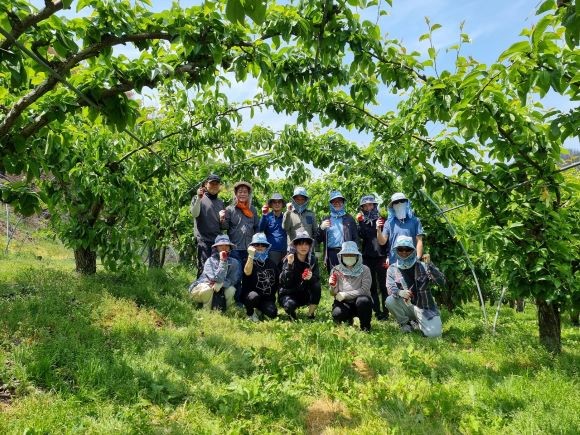 경북도 인재개발원에서는 13일 직원 20여 명이 산불로 큰 피해를 입은 영덕군 지품면의 과수농가를 찾아 농사 활동에 일손을 보탰다. ⓒ 경북도