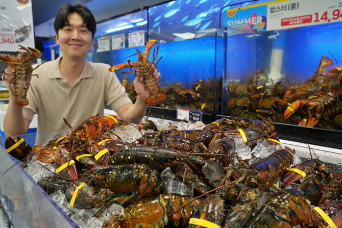 롯데마트가 초여름을 맞아, 내달 4일까지 살이 꽉 찬 제철 활 랍스터를 1만원대 특가에 판매한다. © 롯데쇼핑