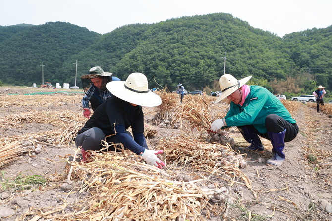 의렬군 여름철 농번기 농촌일손돕기. ⓒ 프라임경제