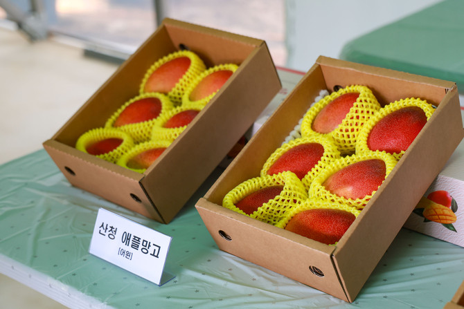 산청 애플망고. ⓒ 프라임경제