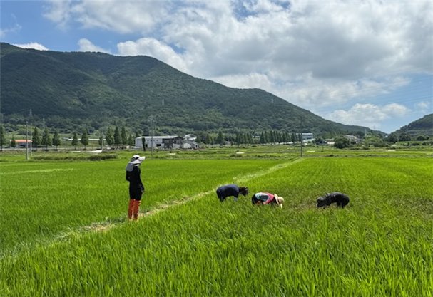 국립식량과학원·경남도농업기술원과 '벼 병해충 발생지역 합동예찰'. ⓒ 고성군
