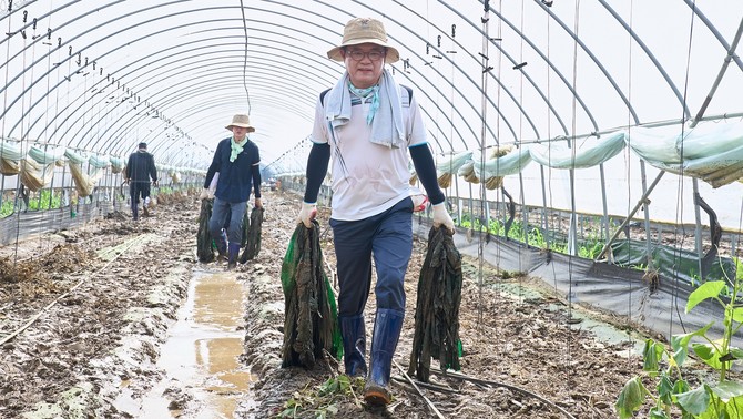 김석필 천안시장 권한대행 부시장이 수해 피해를 입은 수신면 멜론농가를 찾아 복구 지원을 하고 있다. ⓒ 천안시