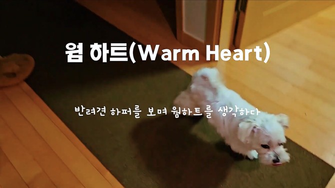 뮤직비디오 '웜 하트' 주인공 '하퍼' =류순열 대표 유튜브 캡처