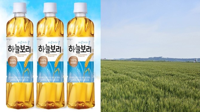 겉보리 계약재배 생산단지 100헥타 조성. ⓒ 서천군