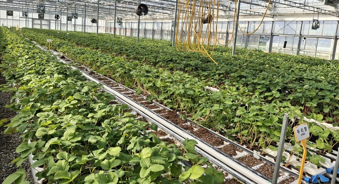 딸기 우량묘 분양. ⓒ 충남도