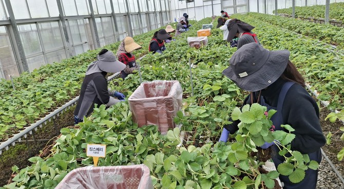 딸기 우량묘 분양. ⓒ 충남도