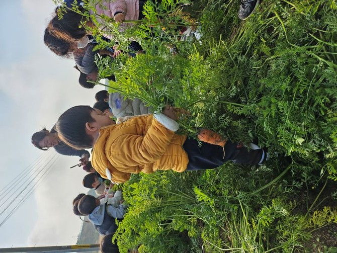 어린이 당근 수확 체험 모습. ⓒ 구미시