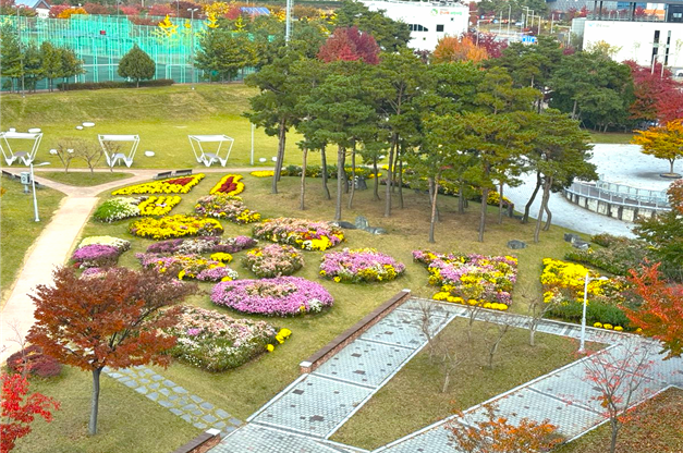 가을을 대표하는 국화가 풍성하게 식재된 신서중앙공원. ⓒ 대구 동구