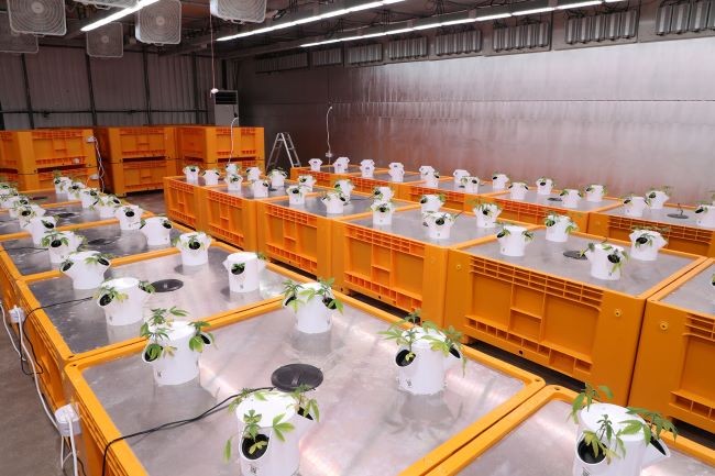 안동시는 '경북산업용헴프 규제자유특구'의 숙원인 원료의약품 수출 목표 달성을 위해 칸나비디올(CBD) 원료의약품 제조소 구축을 지원할 계획이다. ⓒ 안동시