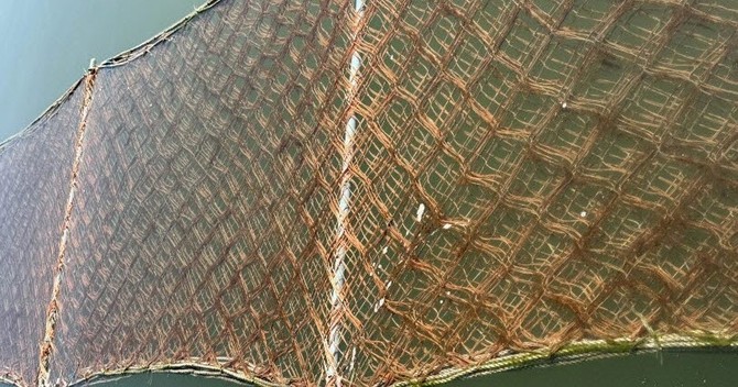 김 황백화 피해 대응 위해 6억원 긴급 투입. ⓒ 서천군